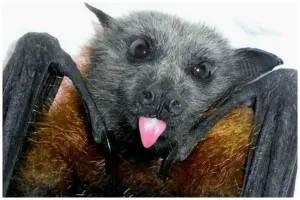 Я ЛИСИЦА ...  Я НЕ МЫШЬ ....