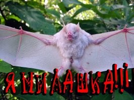 14 очаровательных фото о том, как ветеринар спасает осиротевших летучих мышей