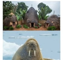 Слоны? Ну... Может быть, мы чего-то не знаем, о истории этого племени...