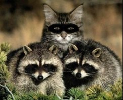 В Ставропольском крае безработный мужчина два месяца работал с инспекторами, переодевшись в форму ДПС