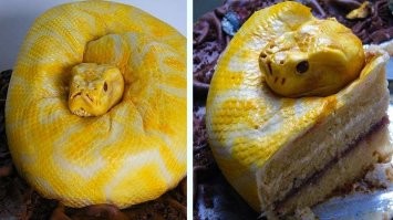 17 тортов, которые точно удивили своим дизайном всех гостей торжества