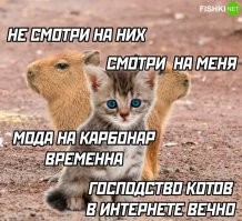 Это какой-то новый мем называть капибар карбонарами?