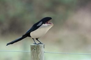 Косатки: кровожадные дельфины, которых воспитывают бабушки