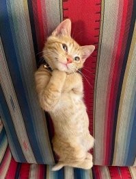А эта кошечка просто очаровашка и кокетка !