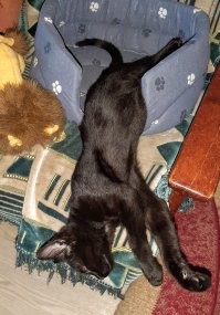 "потёкший" кот :)