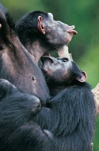 Зачем и когда люди начали целоваться