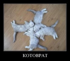 Это неполный котоврат. Полный вот: