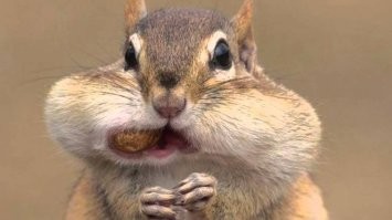 - С огурфом 15? А с орефками сколько?