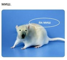 ...а вдруг ТАКИХ стаю бы встретил?!.