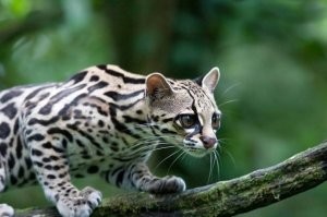 Это интересный зверёк, а красивый вот такой. Тоже из ЮА.