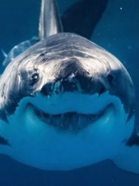 У побережья Флориды обнаружили акул-наркоманов