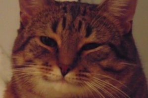 Прививку от короновируса