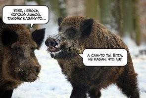 Сбежавшая в Берлине львица оказалась кабаном