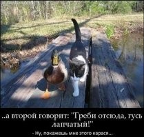 Невероятные пример дружбы животных