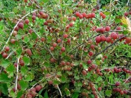 Это у крыжовника то не растут??? 
Вы, сударь, давно ли крыжовник собирали??
Не далее как позавчера с аналогичного кустика собирал