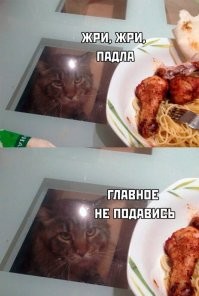 Всевидящее котооко