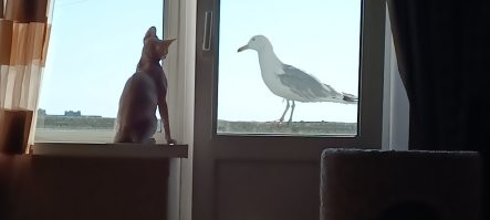 Мой Кот Роки дружит с чайкой. даже разговаривают иногда...