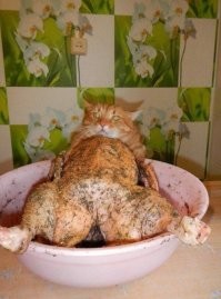 Всевидящее котооко