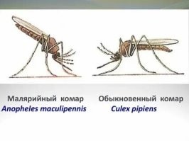 Примерно такая картинка была в учебнике биологии, боялись те кто не читал. А смотреть телевизор не ближе трёх метров врачи рекомендовали, вряд ли это можно назвать детским мифом.