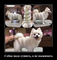 Груминг не удался: 30 животных, которых не очень удачно подстригли