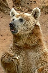 Таким ртом, да медку хлебнуть.