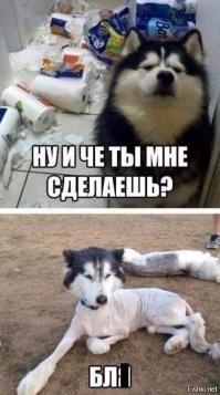 Груминг не удался: 30 животных, которых не очень удачно подстригли