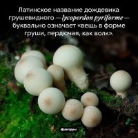 Не совсем животное, но вроде как считается, что грибы ближе к животным, чем к растениям. Насчет перевода не уверен, что действительно так переводится. Онлайн переводчики такую версию не выдают.