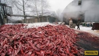 Цена ваших шубок.