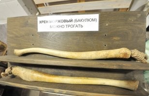 Кость у него там.  Бакулюм...