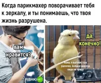 - Вас как подстричь, налысо или сделать причёску? 
- Налысо. 
Подстригли его. Смотрит, а ему не нравится. 
- Нет, налысо плохо. Делайте причёску.