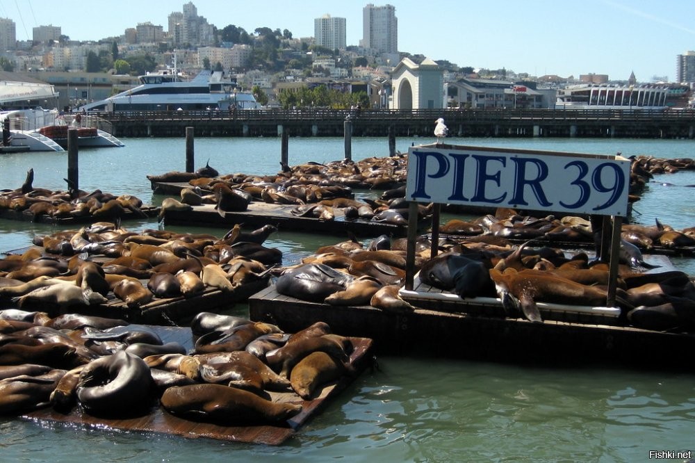 По калифорнийским законам, если животные вышли на пляж, люди должны уйти.
В центре Сан Франциско морские львы оккупировали несколько причалов в дорогущем яхт клубе (Pier 39)и живут там уже много лет.