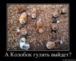 Женщина уже 25 лет дружит с лисьей семьёй