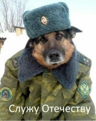 Овчарка Байдена покусала семь агентов Секретной службы
