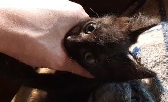 Ты особенно не трусь: будет лёгкий котокусь