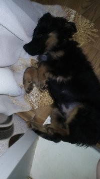 Я полтора года назад подобрал щенка ( не фанат собак и кошек ))) Что то щелкнуло  2 января  Дрожащий щенок с черными глазами сидел  в пятерочке и дрожал 
Что за парода не знаю, таких песейлей  не видел ,где живу ..Понимаю что двортерьер  ,но  интересная у него раскраска .. Не видел таких сучек и кобелей ..
Кто разбирается кинологи  ,что это за чудо (умен дрессировки подчиняется ))  Но хитрый