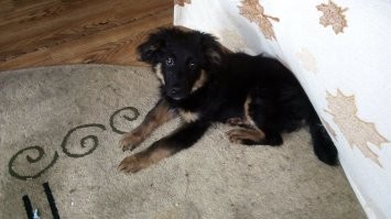 Я полтора года назад подобрал щенка ( не фанат собак и кошек ))) Что то щелкнуло  2 января  Дрожащий щенок с черными глазами сидел  в пятерочке и дрожал 
Что за парода не знаю, таких песейлей  не видел ,где живу ..Понимаю что двортерьер  ,но  интересная у него раскраска .. Не видел таких сучек и кобелей ..
Кто разбирается кинологи  ,что это за чудо (умен дрессировки подчиняется ))  Но хитрый