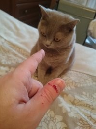 Вины, похоже, не чувствует. Но я сам виноват. Решил поиграть в бокс. Проиграл.