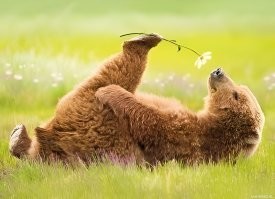 Расслабьтесь и полюбуйтесь умиротворённым медведем по кличке Лео