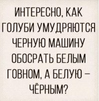 У станции метро Владимирская у голубей происходит настоящий пир