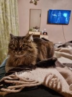 Уже больше года живет у меня, возможно через время ее ожидает примерно такая встреча со старыми хозяевами, но отдавать ее или нет, вопрос еще будет обсуждаться. Хозяева были вынуждены срочно уезжать, кошку отдали каким-то знакомым, которые почте сразу заявили что кошка пропала, через 3 недели они снова вышли на связь и сказали что кошка все же у них (3 недели пряталась в квартире, отъедала у других животных, но это неточно), но требуют ее немедленно забрать, забрала ее родственница хозяев, но в вскоре сама была вынуждена уехать и тогда ее вернули в ее частный дом, каждый день ее кормили. Спустя время, я жил в ее доме примерное месяц, кошку я знал, но не так что бы сильно, до этого изредка видел ее когда бывал в гостях, она сначала скептически относилась ко мне, фото перед ТВ, это когда она в первый раз легла ко мне на руки, во взгляде еще призрение, но было холодно и диван был ее, потом подружились, когда уезжал забрал ее к себе домой. Для нее это снова был стресс, она несколько дней буквально не отходила от меня, днем ложилась так спать, что бы услышать если я куда-то пойду, обычно под ногами где-то, боялся креслом на нее наехать. Сейчас она уже более расслабленная (фото на балконе), но чужих людей и животных не любит.