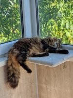 Уже больше года живет у меня, возможно через время ее ожидает примерно такая встреча со старыми хозяевами, но отдавать ее или нет, вопрос еще будет обсуждаться. Хозяева были вынуждены срочно уезжать, кошку отдали каким-то знакомым, которые почте сразу заявили что кошка пропала, через 3 недели они снова вышли на связь и сказали что кошка все же у них (3 недели пряталась в квартире, отъедала у других животных, но это неточно), но требуют ее немедленно забрать, забрала ее родственница хозяев, но в вскоре сама была вынуждена уехать и тогда ее вернули в ее частный дом, каждый день ее кормили. Спустя время, я жил в ее доме примерное месяц, кошку я знал, но не так что бы сильно, до этого изредка видел ее когда бывал в гостях, она сначала скептически относилась ко мне, фото перед ТВ, это когда она в первый раз легла ко мне на руки, во взгляде еще призрение, но было холодно и диван был ее, потом подружились, когда уезжал забрал ее к себе домой. Для нее это снова был стресс, она несколько дней буквально не отходила от меня, днем ложилась так спать, что бы услышать если я куда-то пойду, обычно под ногами где-то, боялся креслом на нее наехать. Сейчас она уже более расслабленная (фото на балконе), но чужих людей и животных не любит.