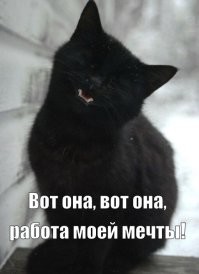 Бездомный чёрный кот стал смотрителем в музее