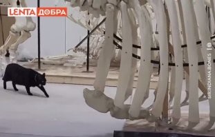 Это он их всех?