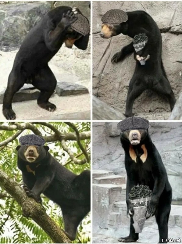 Китайский зоопарк обвинили в использовании людей в костюмах вместо малайских медведей