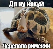 30 питомцев-дурашек, которые ведут себя нелепо и забавно