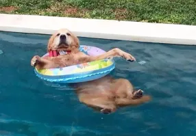 Собакавфонтанекупака