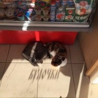 От гастрита до Бэтмена: суровые сети быстропита