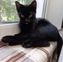 сколько он спит, я не знаю. много! но знаю одно - когда он спит, то всем дома спокойно :)