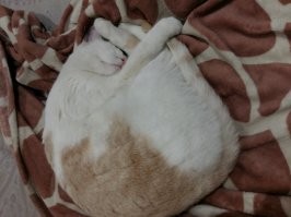 Чего далеко ходить за примерами?  Просто мой котейко Дрыхнет часов 20 в сутки. Все остальные 4 часа ест, вылизывается, охотится на птчек-кузначиков.... Иногда на меня. :)