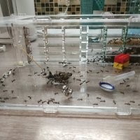 В таких пробирках обычно продаются Королева и пару рабочих муравьёв. Их используют для домашних муравейников. Ватка делит колбу пополам и отделяет муравья от сладкой воды, которую они едят пока не доставят до места проживания. Сам долго хотел завести дома муравейник, но решил не рисковать, так как муравьи могут убежать из своего жилища.

Ценители собирают со временем из разных модулей огромные комплексы дома и кормят муравьёв разными насекомыми и мелкими животными.

Выглядит как то так всё это: